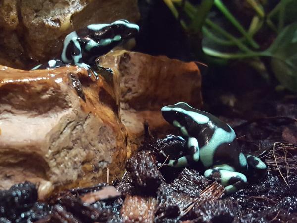 10 gift frosker med navn og bilder - 8. gift grønn og svart frosk