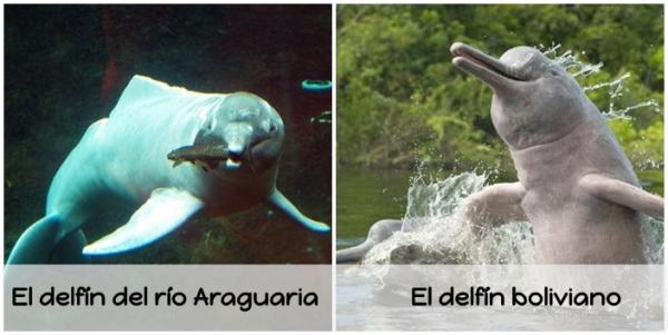 Typer ferskvannsdelfiner - Boliviansk delfin og Araguaria elvedelfin