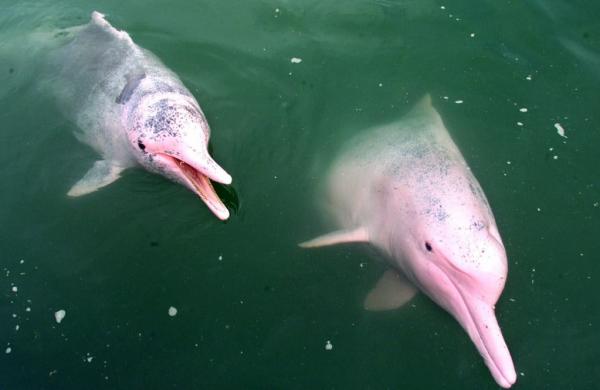Typer ferskvannsdelfiner - Rosa delfiner