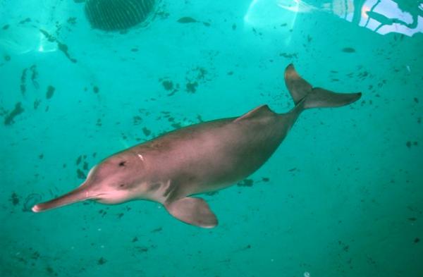 Typer ferskvannsdelfiner - The River Plata delfin