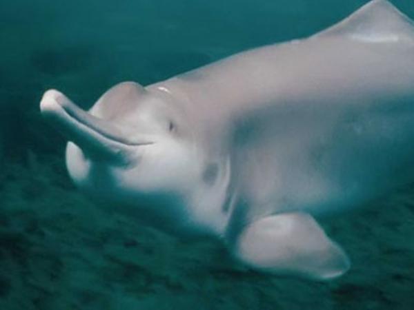 Typer ferskvannsdelfiner - Indus delfin