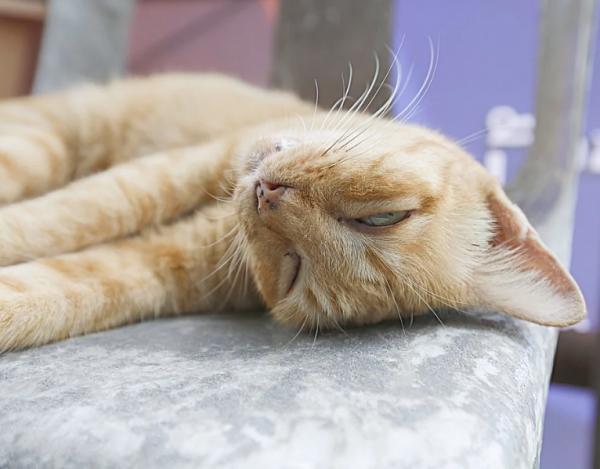 Hypoglykemi hos katter - årsaker, symptomer og behandling - Feline hypoglykemi symptomer
