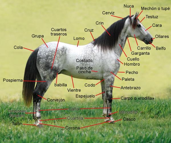Horse Anatomy - Equine Anatomy