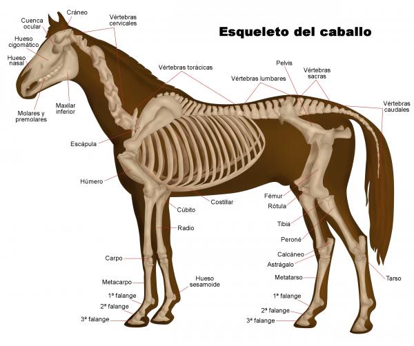 Horse Anatomy - Horse Skeleton