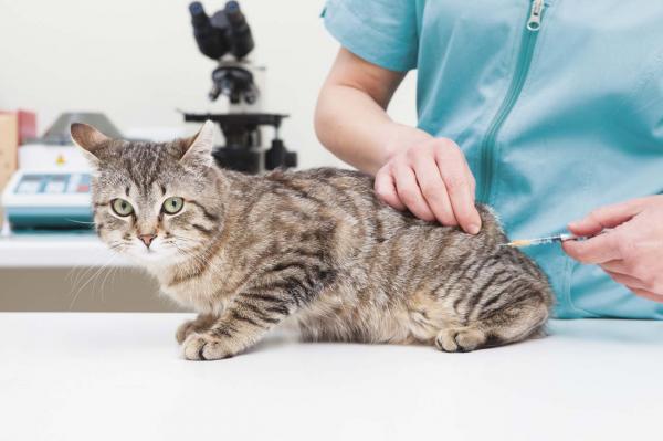 Cerebellar hypoplasia hos katter - Symptomer og behandling - Behandling av cerebellar hypoplasia hos katter