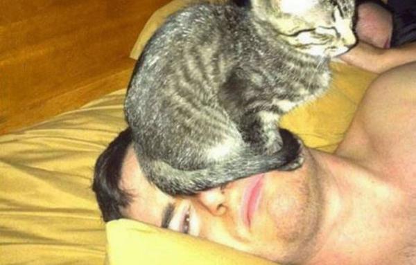 5 morsomme ting katter gjør - 3. De bruker deg som et møbel, catwalk eller seng ... 