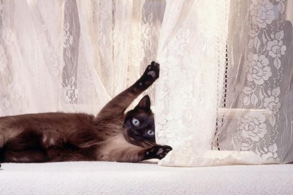 5 morsomme ting katter gjør - 5. De blir hekta på tepper, gensere, tråder ... 