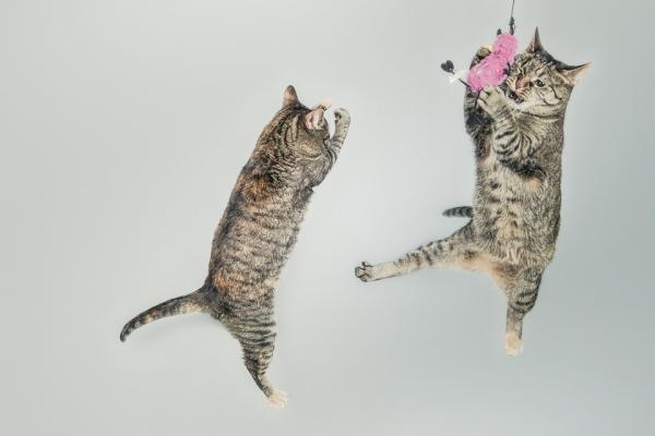 5 morsomme ting katter gjør - 4. De har vanvittige øyeblikk