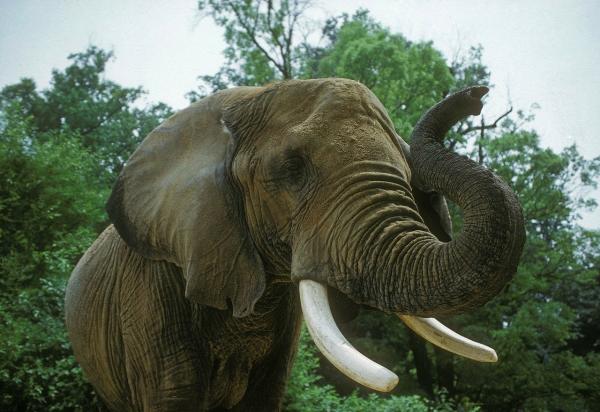 Forskjeller mellom de afrikanske og asiatiske elefantene - stamme