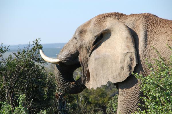 Forskjeller mellom de afrikanske og asiatiske elefantene - ører