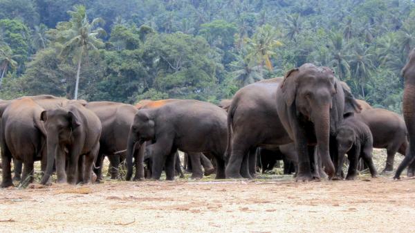 Forskjeller mellom de afrikanske og asiatiske elefantene - Størrelse og anatomi