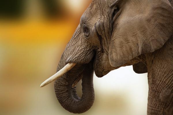 Forskjeller mellom de afrikanske og asiatiske elefantene - Tusks