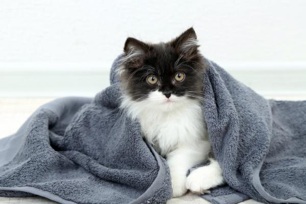 Hypotermi hos katter - Årsaker, symptomer og behandling - Førstehjelp for hypotermi hos katter