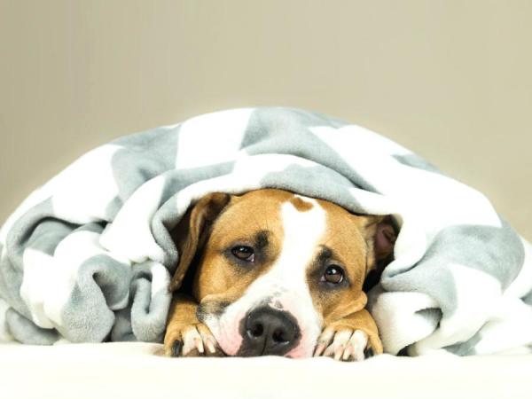 Hypotermi hos hunder - årsaker, symptomer og behandling - førstehjelp for hypotermi hos hunder