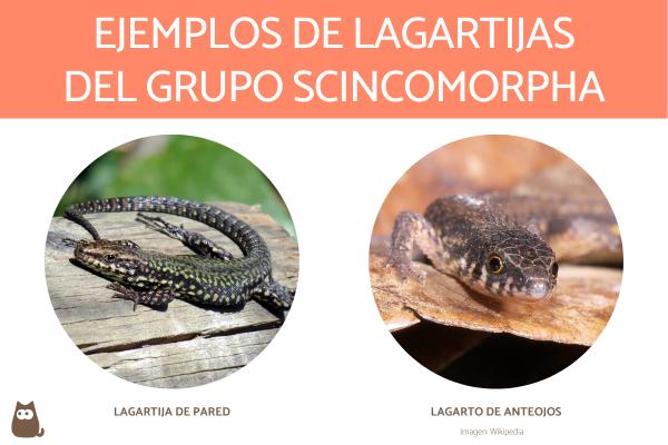 Typer av øgler - Øgler fra Scincomorpha -gruppen