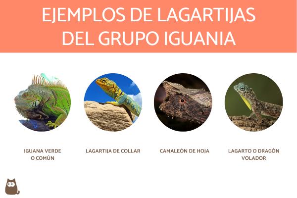 Typer av øgler - Øgler fra Iguania -gruppen