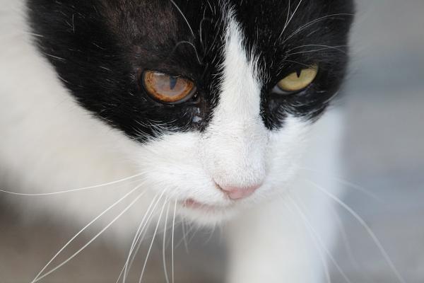 Hypotyreose hos katter - Symptomer og behandling - Feline hypotyreose