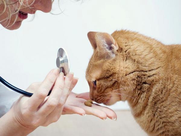 Hypotyreose hos katter - Symptomer og behandling - Behandlinger for hypotyreose hos katter
