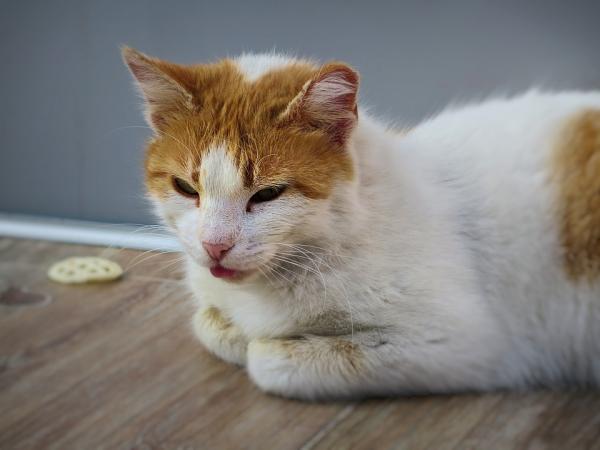 Hypotyreose hos katter - Symptomer og behandling - Symptomer på hypotyreose hos katter