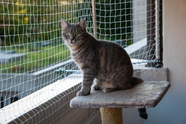 Hvordan forhindre at en katt hopper i et gjerde?  - Anti-rømningsbarrierer for balkonger eller terrasser