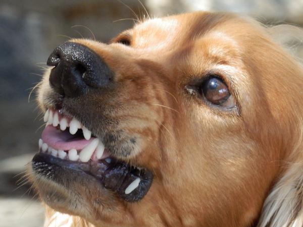 Hvordan forhindre en hund i å bite deg?  - 7. Vær oppmerksom på advarselsskilt