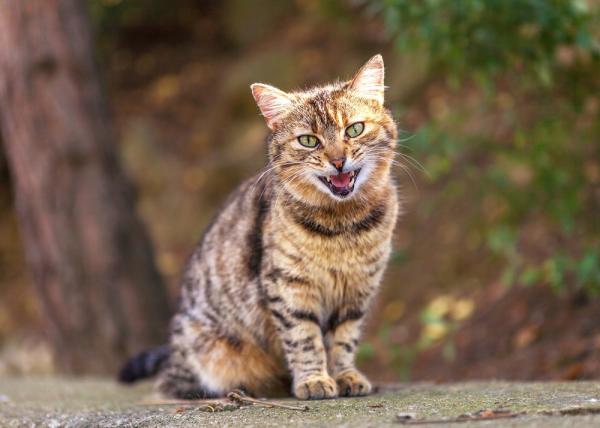 11 kattlyder og deres betydning - Hvor mange lyder kan en katt lage?