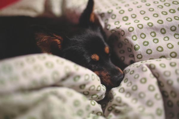 Hvorfor klør hunder i sengen før de legger seg?  - Komfort