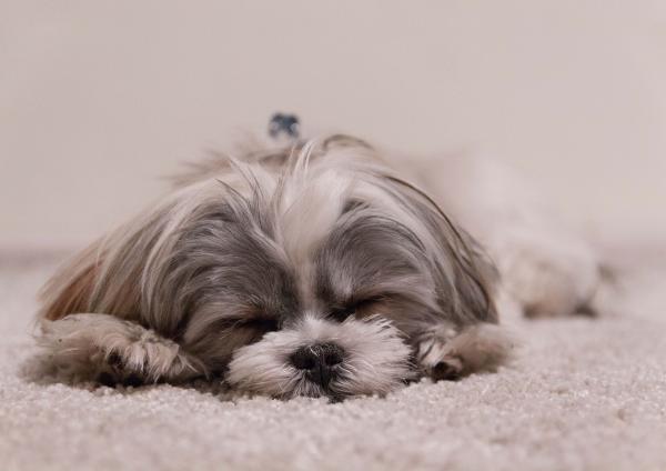 Hvorfor klør hunder i sengen før de legger seg?  - Reguler temperaturen
