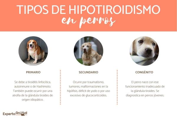 Hypotyreose hos hunder - årsaker, symptomer og behandling - Typer av hypotyreose hos hunder