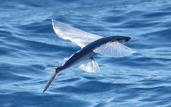 Hva er det raskeste dyret i havet?  - Topp 10 - 8. Flygende fisk