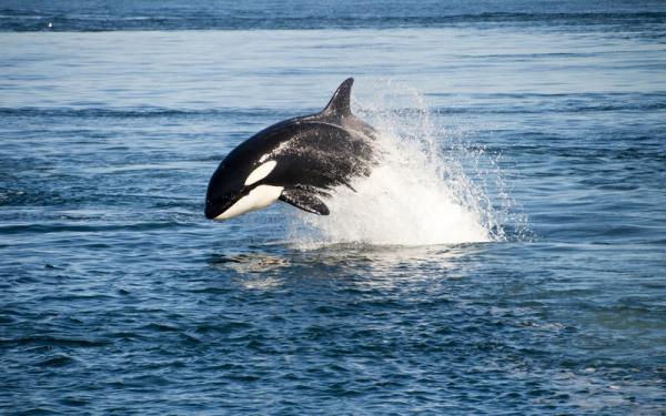 Hva er det raskeste dyret i havet?  - Topp 10 - 10. Orca