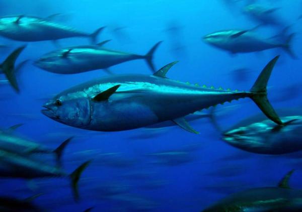 Hva er det raskeste dyret i havet?  - Topp 10 - 7. Bluefin tunfisk