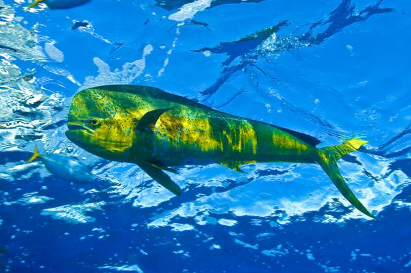 Hva er det raskeste dyret i havet?  - Topp 10 - 5. Gull
