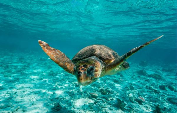 Hva er det raskeste dyret i havet?  - Topp 10 - Hva er det tregeste akvatiske dyret i verden?