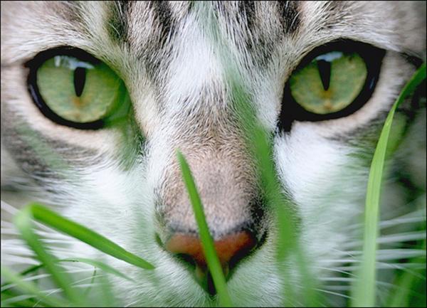 Homeopati for katter - Hva er homeopati og hvordan kan det hjelpe katten min?