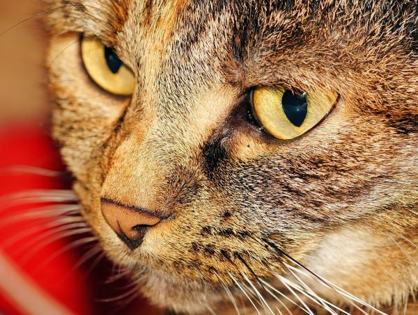 Homeopati for katter - Homeopatiske midler for katter