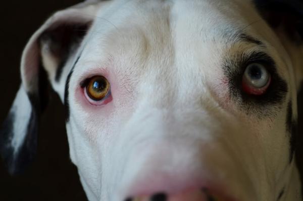 Hunderaser med tofargede øyne - Hunderaser med delvis heterokromi