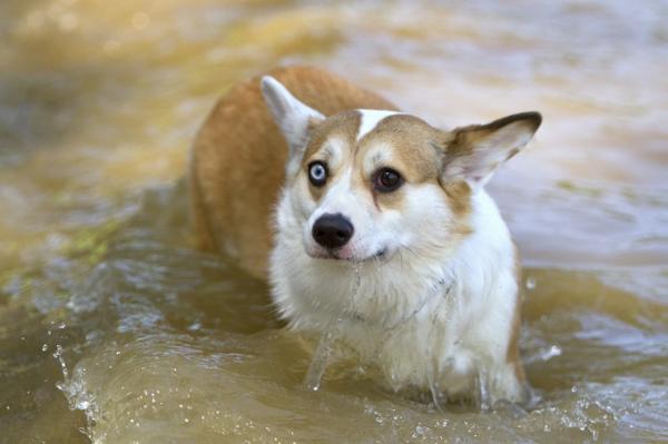 Hunderaser med tofargede øyne - Hunder med ett blått øye og et brunt øye
