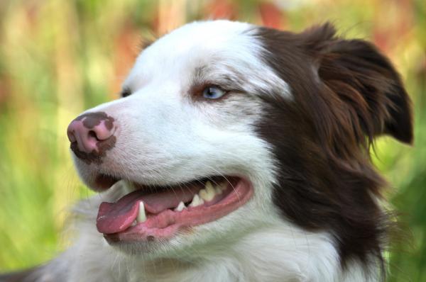 Hvorfor er hundens nese misfarget?  - Depigmentering av hundens nese på grunn av autoimmune sykdommer
