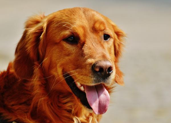 Hvorfor er hundens nese misfarget?  - Depigmentering av hundens nese på grunn av vinternesen