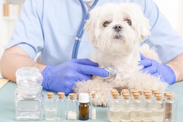 Homeopati for allergihunder - Diagnose av allergi hos hunder