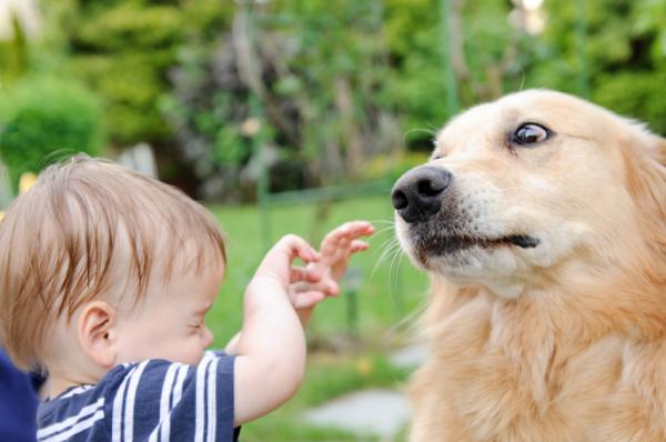 Hvorfor angriper hunder barn mer?  - Ubehagelige opplevelser
