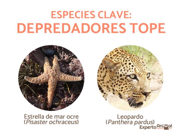 Sentrale arter - Definisjon og eksempler - Topp rovdyr som viktige arter