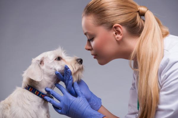 Gulsott hos hunder - Årsaker, symptomer og behandling - Diagnose av gulsott hos hunder