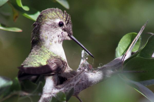 Hummingbird Life Cycle - Bygging av Hummingbird Nest