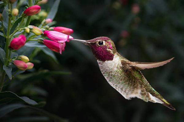 Hummingbird Life Cycle - Faser av Hummingbird
