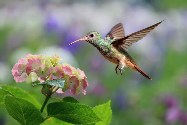 Hummingbird Life Cycle - Hummingbird Pollination Process