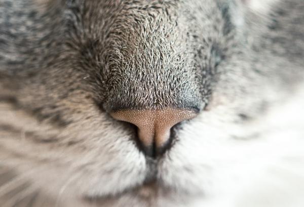 10 lukter katter hate - La oss forstå Felines 
