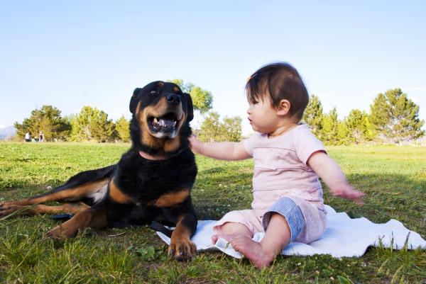 Hvorfor tar hunder vare på babyer?  - Det beskyttende instinktet hos hunder