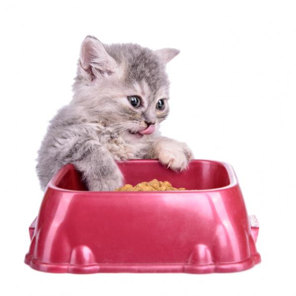 10 ting katter liker - 7. Spis